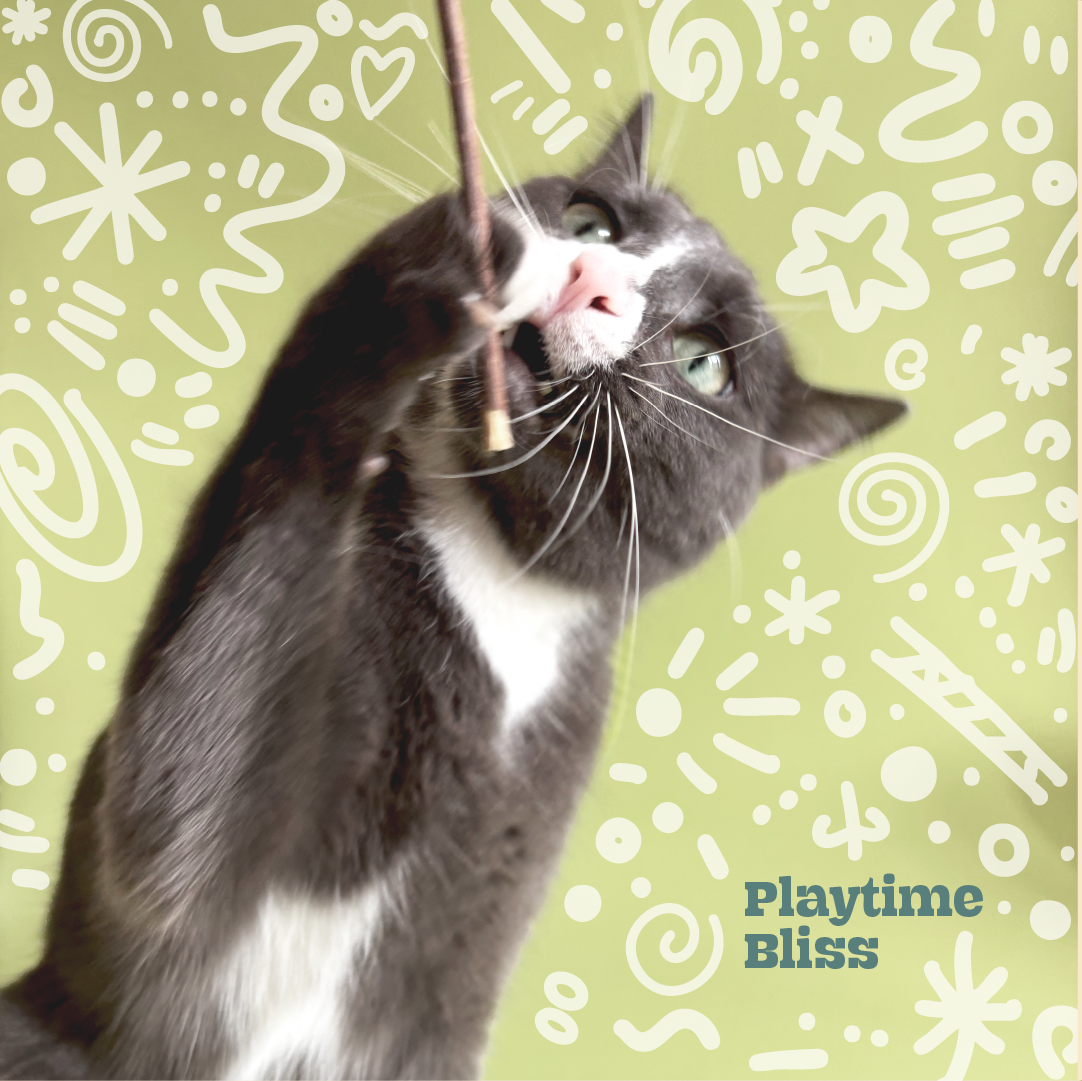 Natural silvervine sticks for feline enrichment and play
