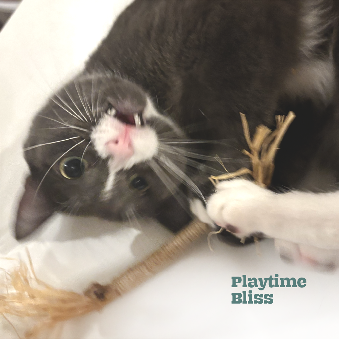 Silvervine cat toy with dangling peach shell attachment
