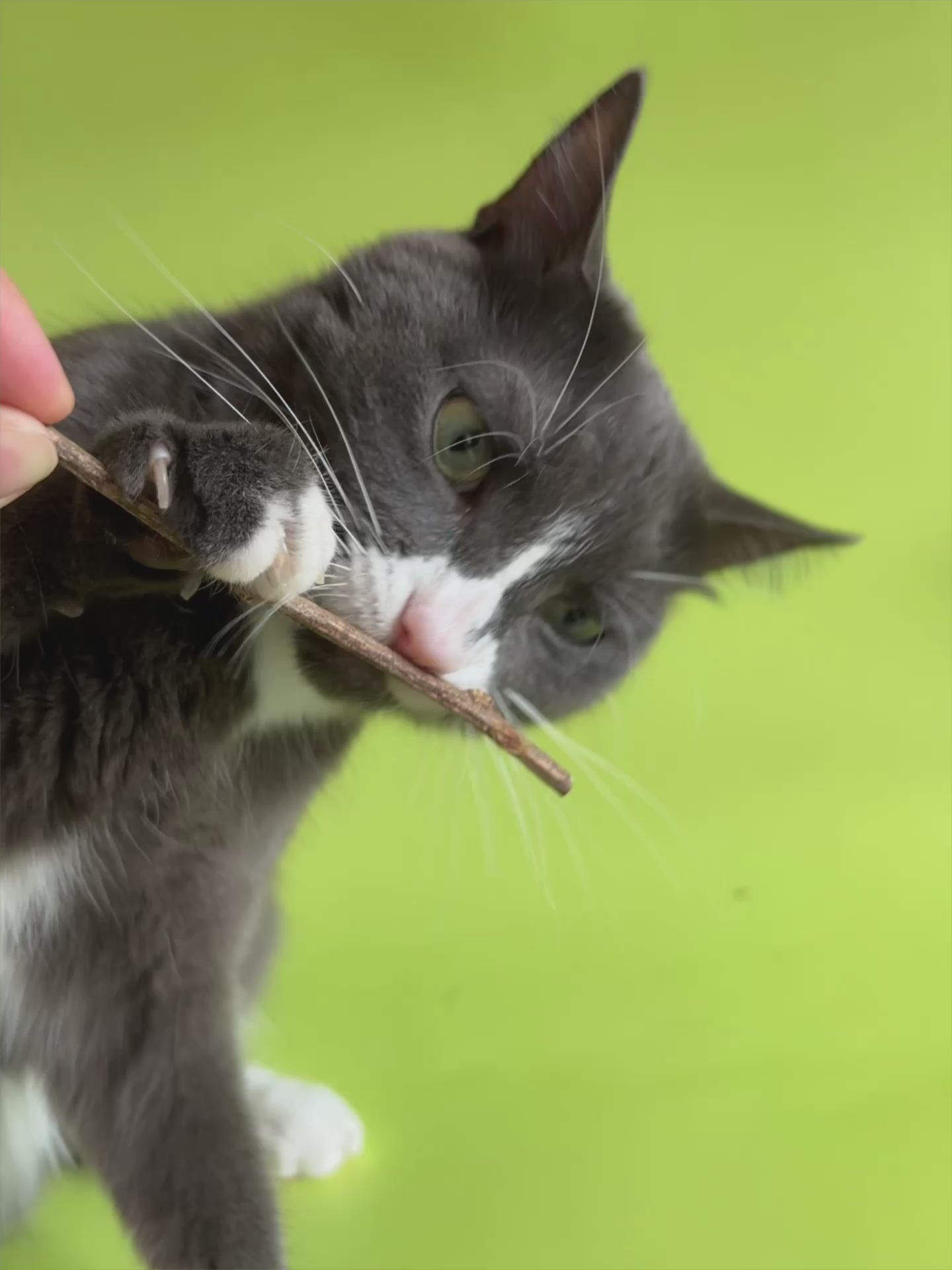 Plain Silvervine 8-pack