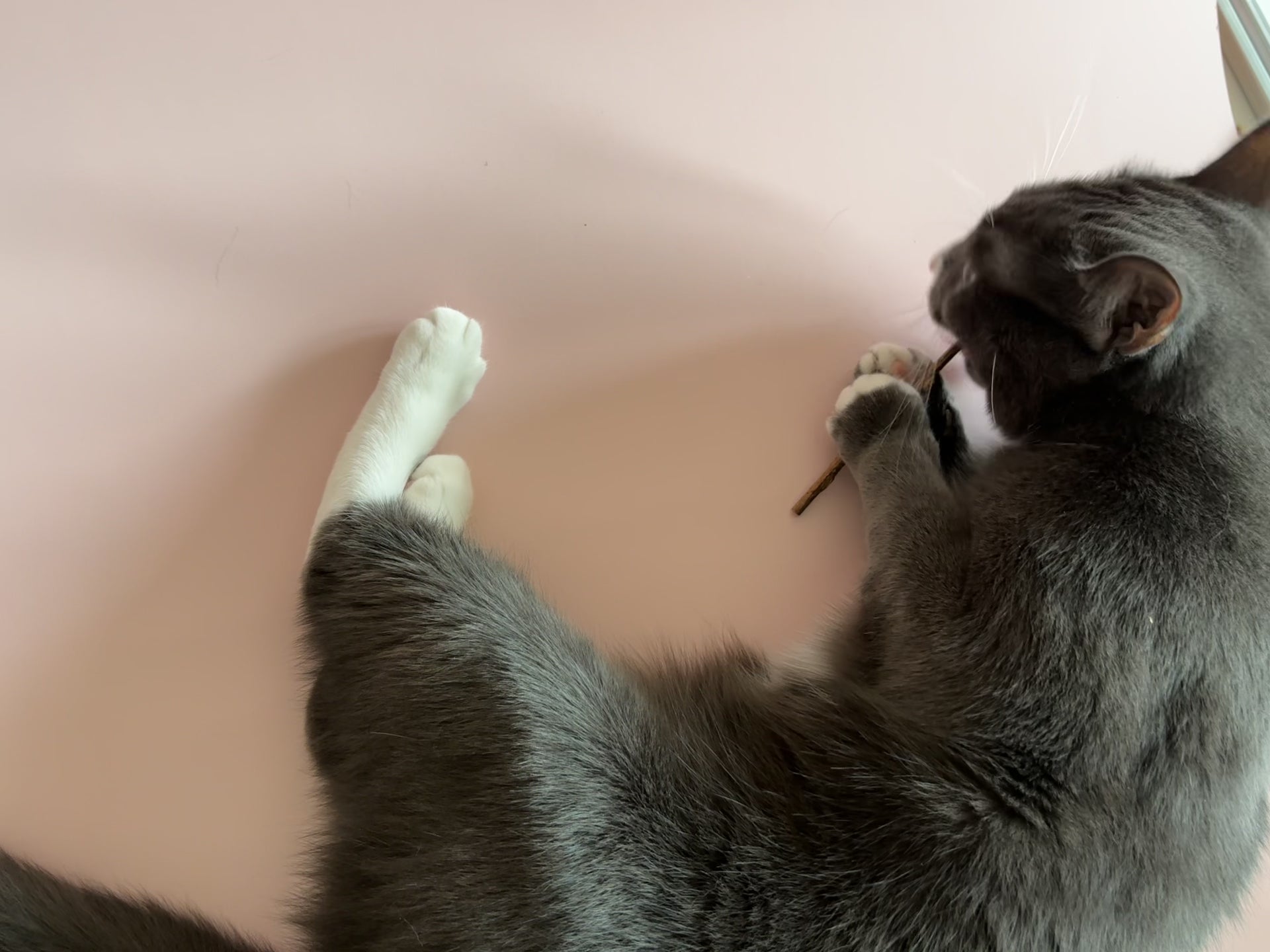 Plain Silvervine 8-pack