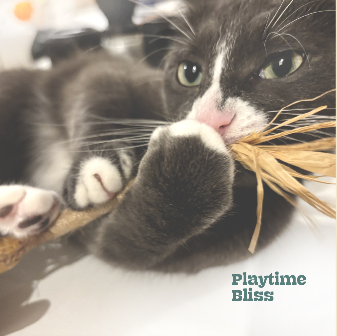 Sisal Wrapped Silvervine Sticks with Peach Shell